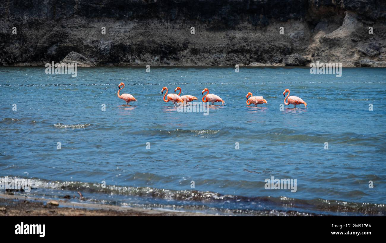 Fauna selvatica su Bonaire Foto Stock