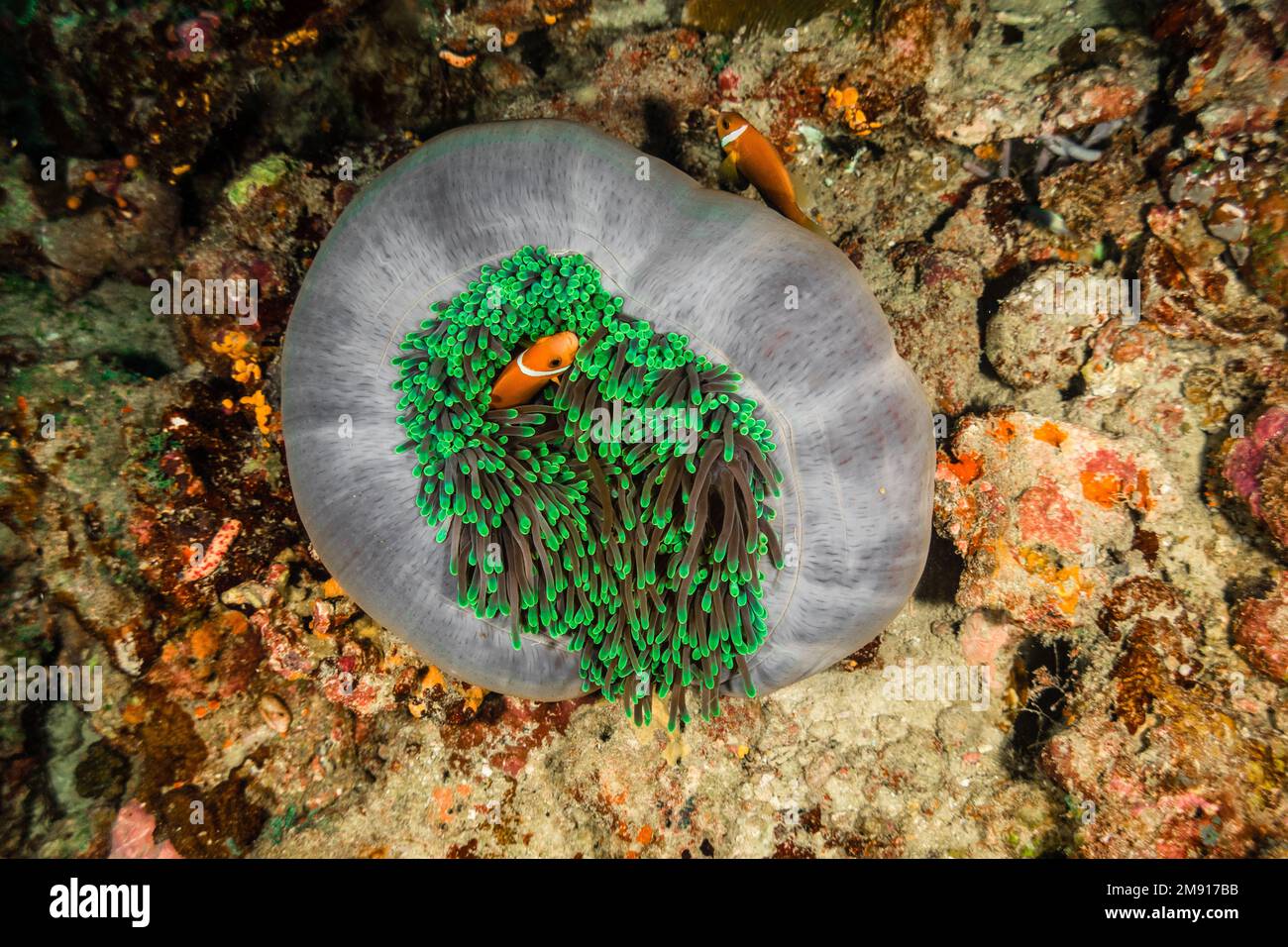 Anemone bianco verde e pesce pagliaccio Nemo, alla ricerca di fotografia subacquea nemo Foto Stock