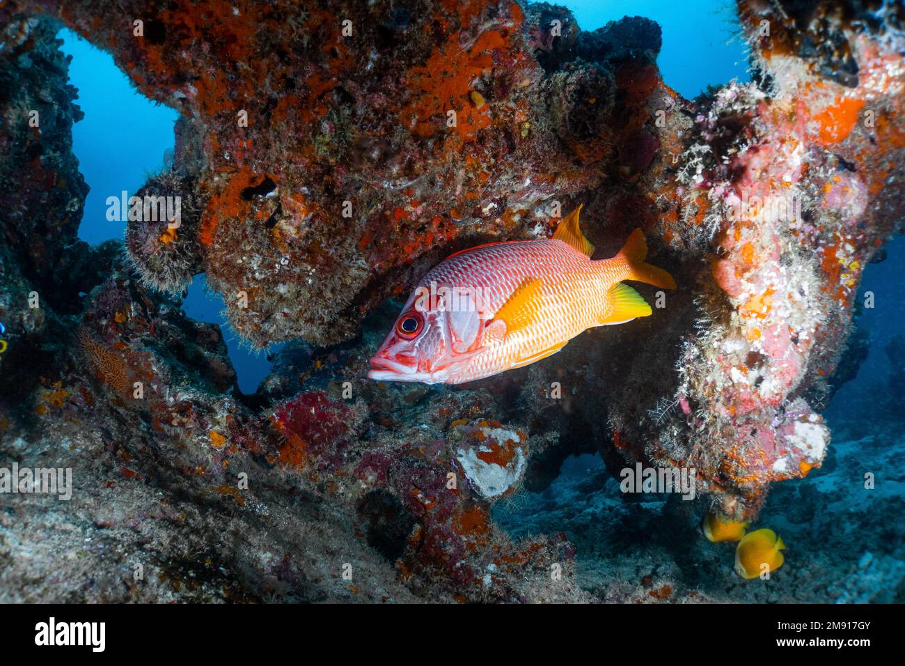Mangrovie rosse snapperfish che si nascondono tra la formazione di corallo dalla corrente Foto Stock