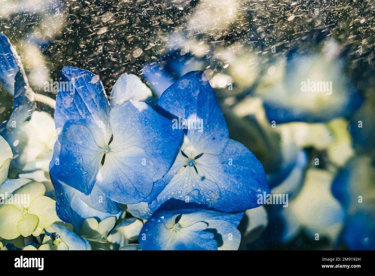 Bella hydrangea blu fiori sotto gocce di pioggia primo piano Foto Stock