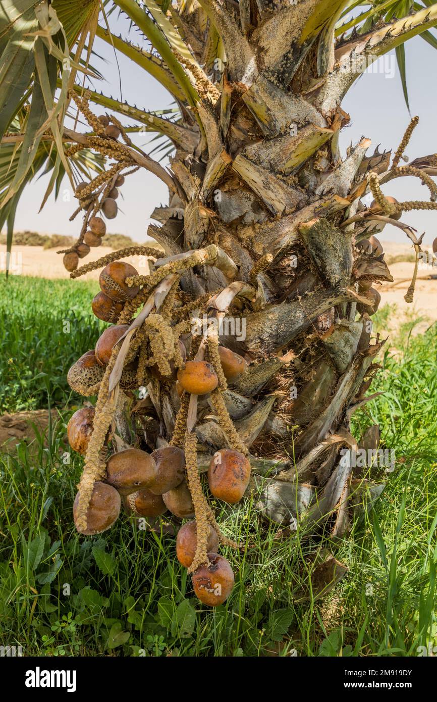 Doum Palm (Hyphaene thebaica) frutti, Egitto Foto Stock