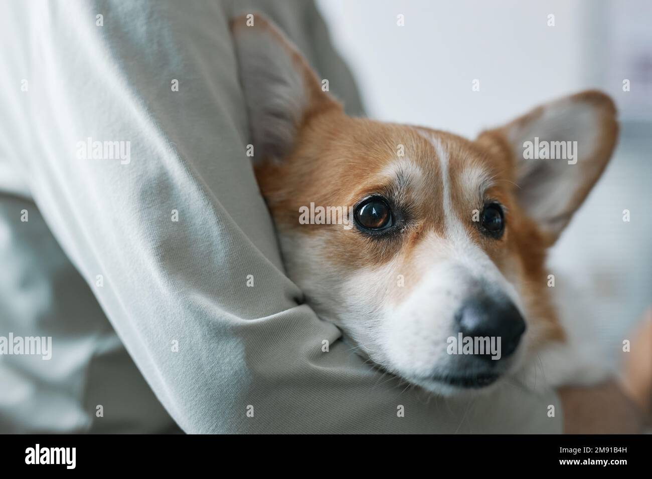 Primo piano di muso di carino malata gallese pembroke corgi cane tenuto da una donna proprietario in pullover bianco in attesa del loro turno per la consultazione del veterinario Foto Stock
