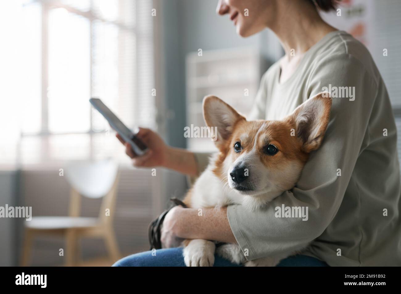 Vista laterale della giovane proprietaria gallese di pembroke corgi cane utilizzando il telefono cellulare mentre si siede nella sala delle cliniche veterinarie Foto Stock