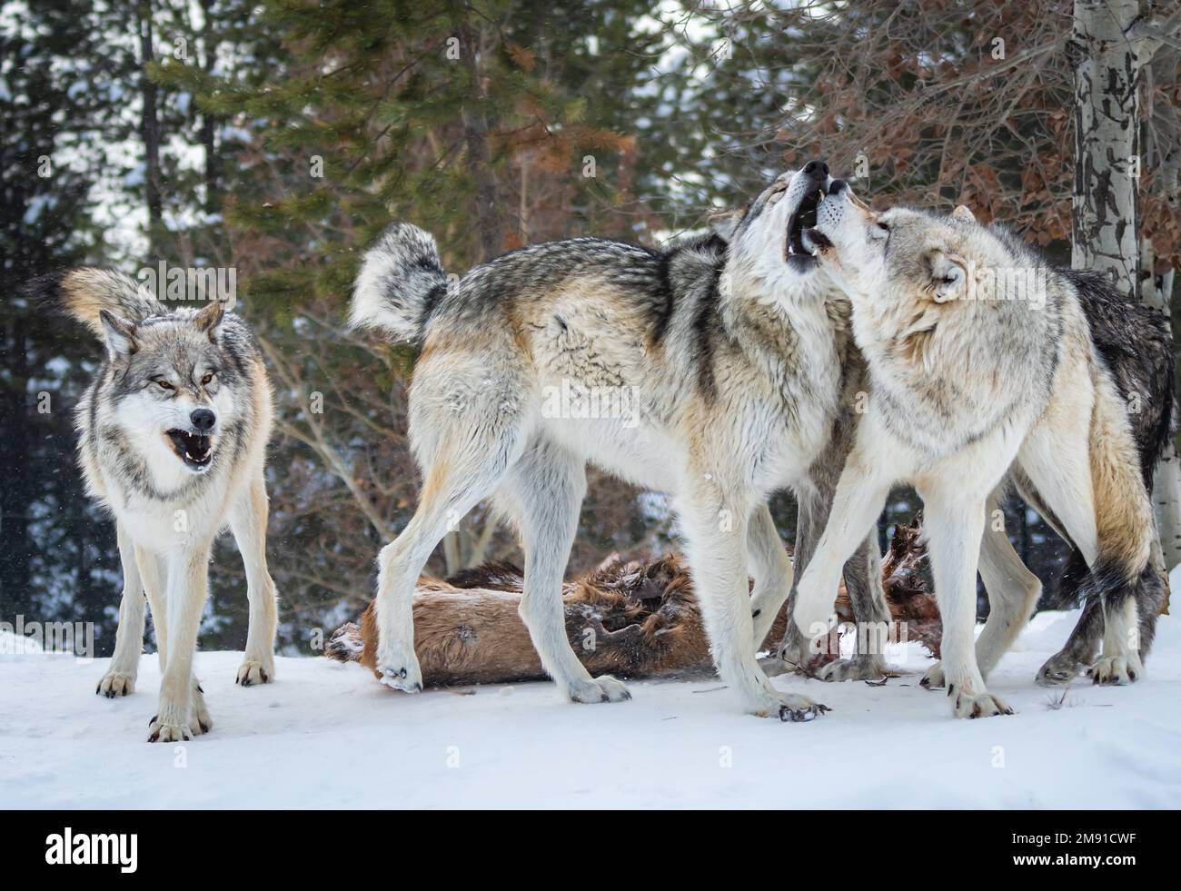 Lupi al Yellowstone Bear World a West Yellowstone Foto Stock