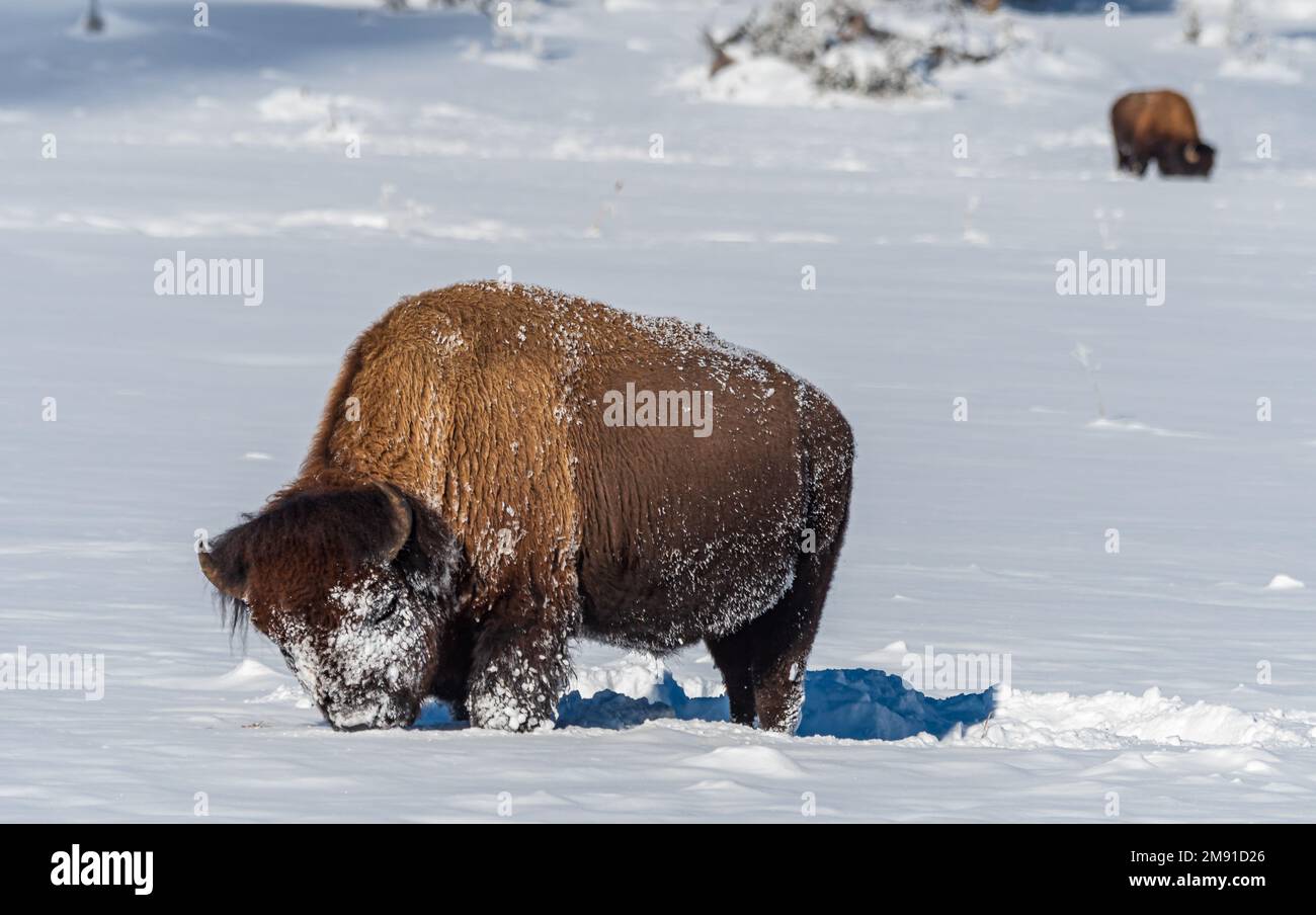 Buffalo pascolare nel Parco Nazionale di Yellowstone Foto Stock