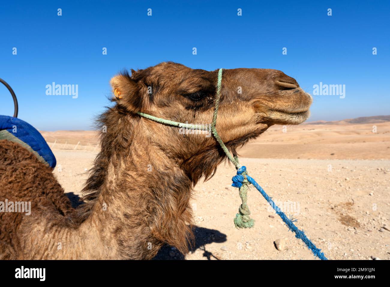 Testa di camelsin il deserto, Marocco Foto Stock