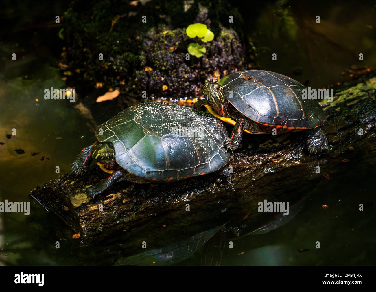 Primo piano di due tartarughe dipinte orientali, Chrysemys picta catturata su un tronco di legno in acqua Foto Stock