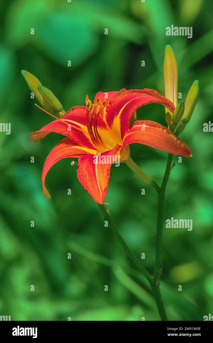 Una Tiger Lilly Blossom in un Wildflower Meadow Foto Stock