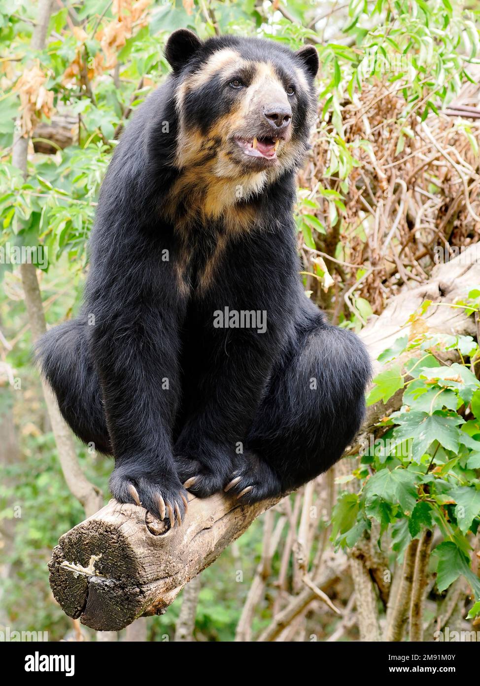 Orso andino (Tremarctos ornatus) anche conosciuto come orso spettacolare, e seduto su un ramo di albero e visto di fronte Foto Stock