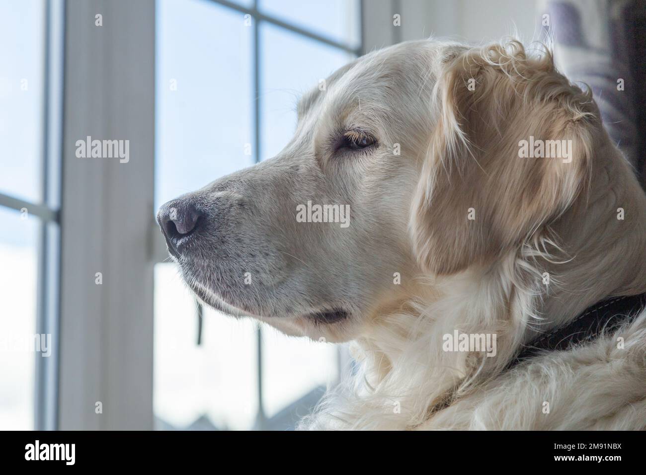 Un giovane cane Golden Retriever che guarda attraverso una finestra. Foto Stock