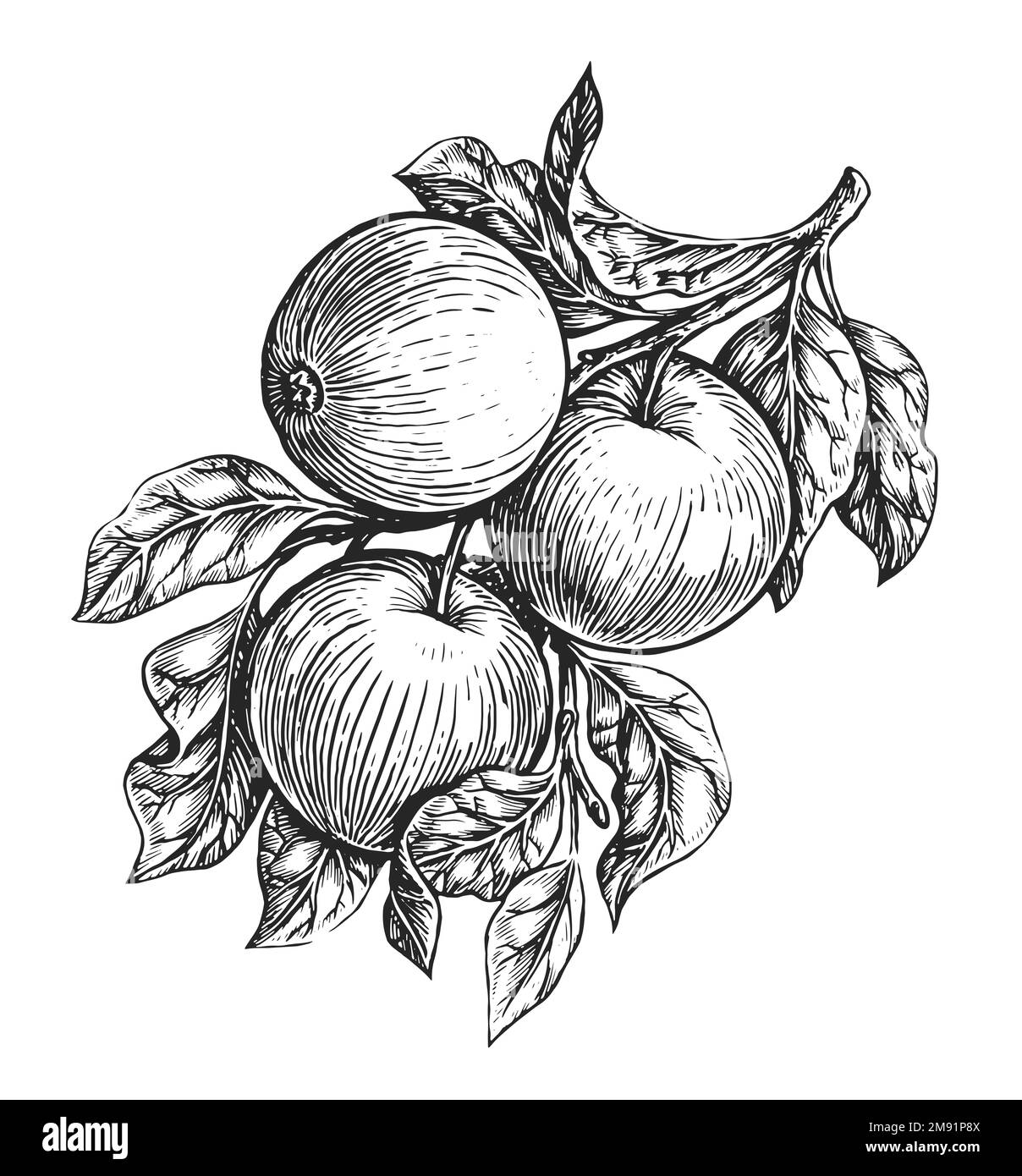 Ramo di mela disegnato a mano con mele mature e foglie isolate su sfondo bianco. Illustrazione di schizzo di frutta fresca Foto Stock
