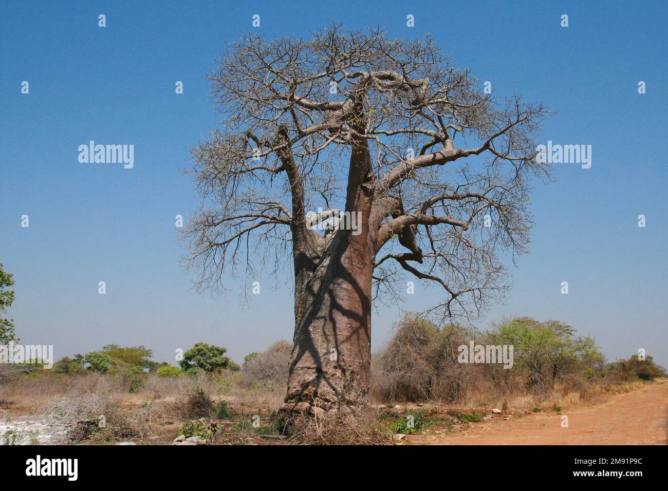 Baobab africano (Adansonia digitale) nella stagione secca Foto Stock