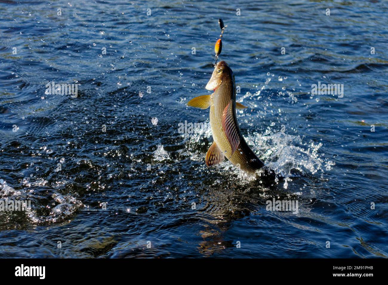 Saltando e combattendo in un fiume Artico catturato con l'esca spinner da un pescatore in Lapponia in Svezia a Kiruna nell'agosto 2021. Foto Stock