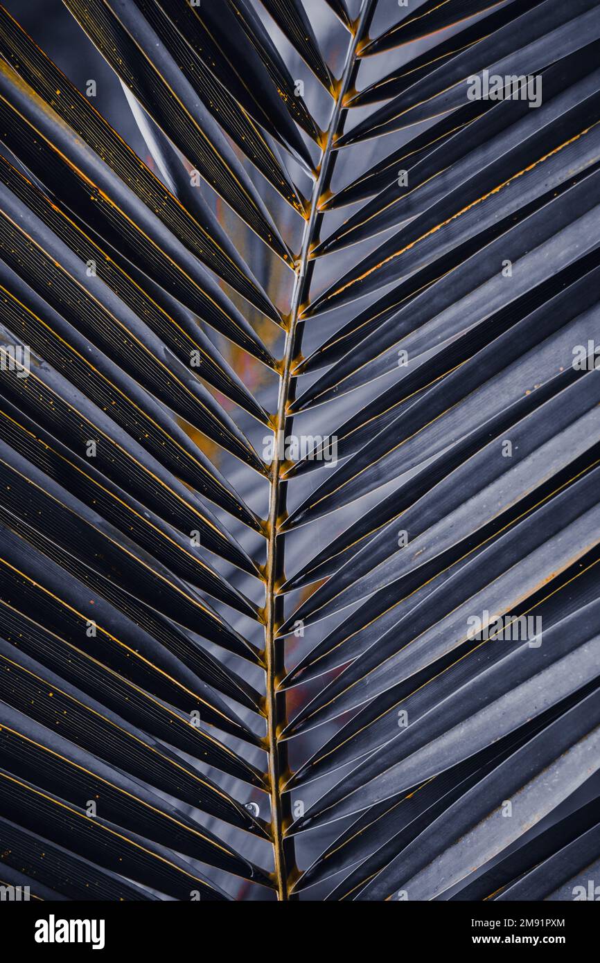 foglie di palma blu, sfondo blu Foto Stock