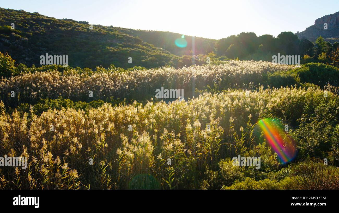 Giorno di sole nella natura, Penisola del Capo Sud Africa Foto Stock