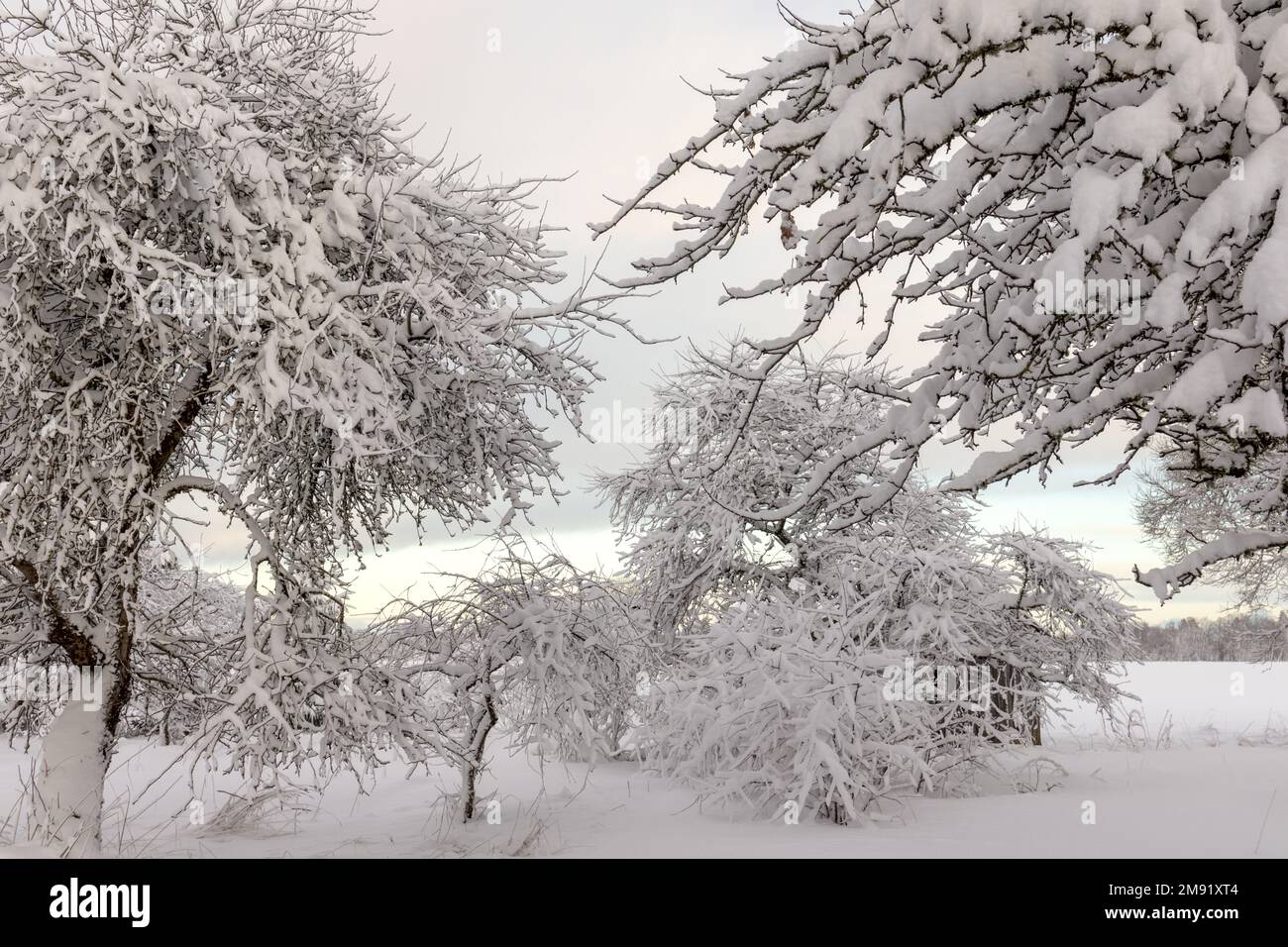 Rami d'albero coperti di neve il giorno d'inverno con lo sfondo del cielo Foto Stock