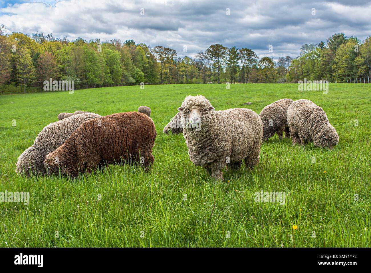 Pecora di Merino in una fattoria del Massachusetts Foto Stock