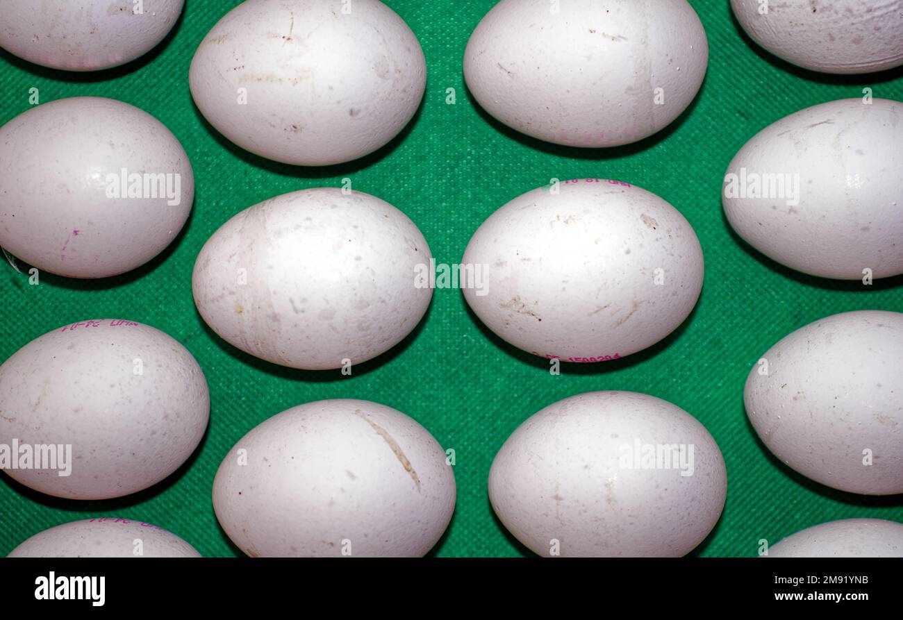 Sfondo, struttura, dettaglio: Primo piano di uova di pollo Foto Stock