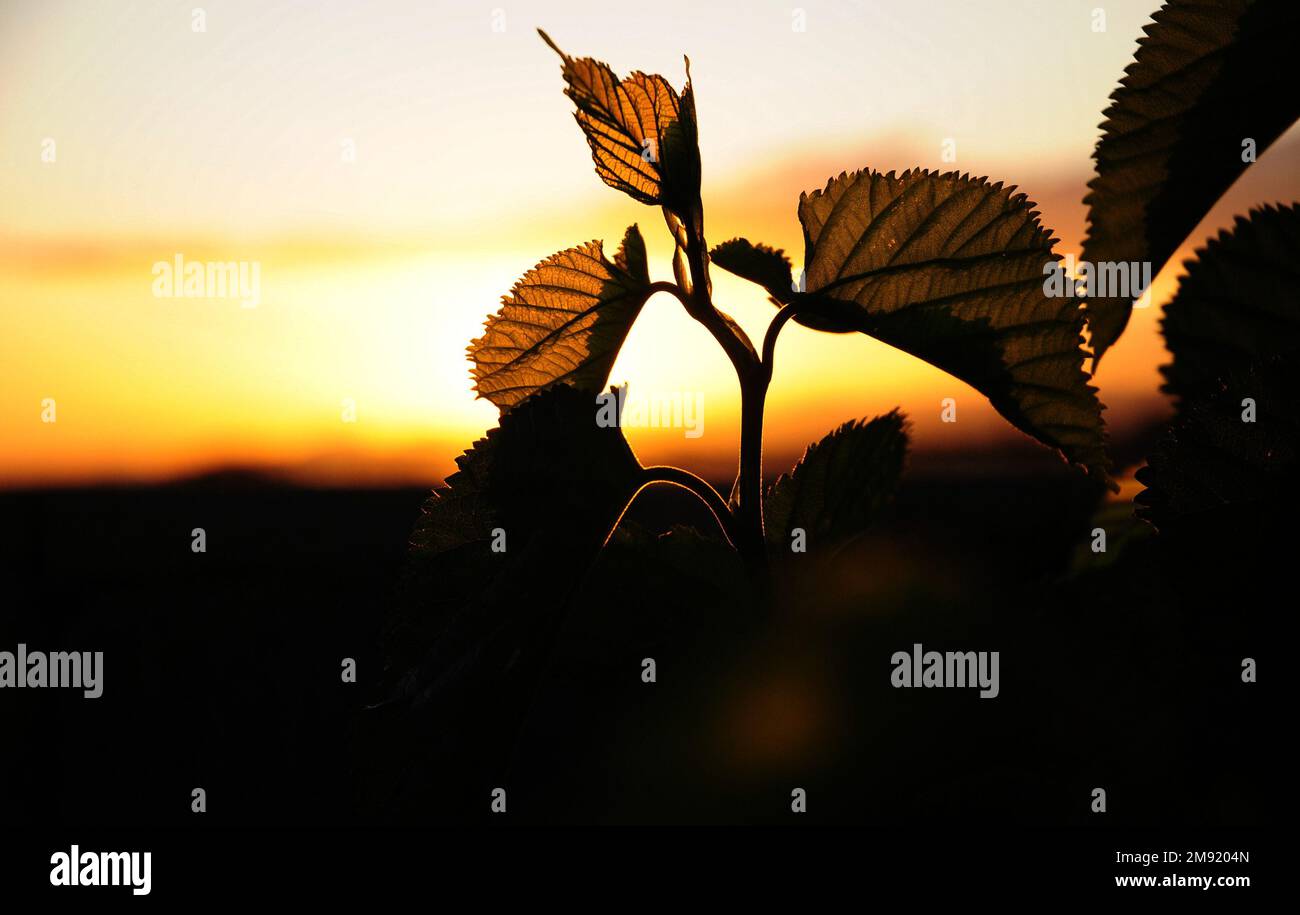 Splendide foglie di gelso che si posano contro il sole dorato del Sud Africa Foto Stock