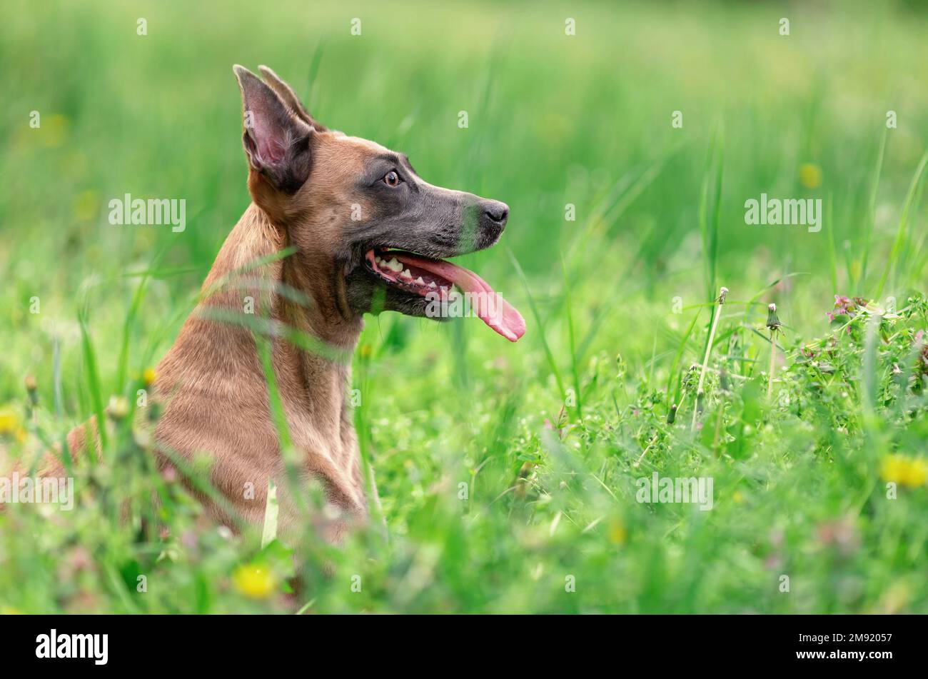 Divertente cane sorridente di razza belga malinois sdraiato in erba Foto Stock