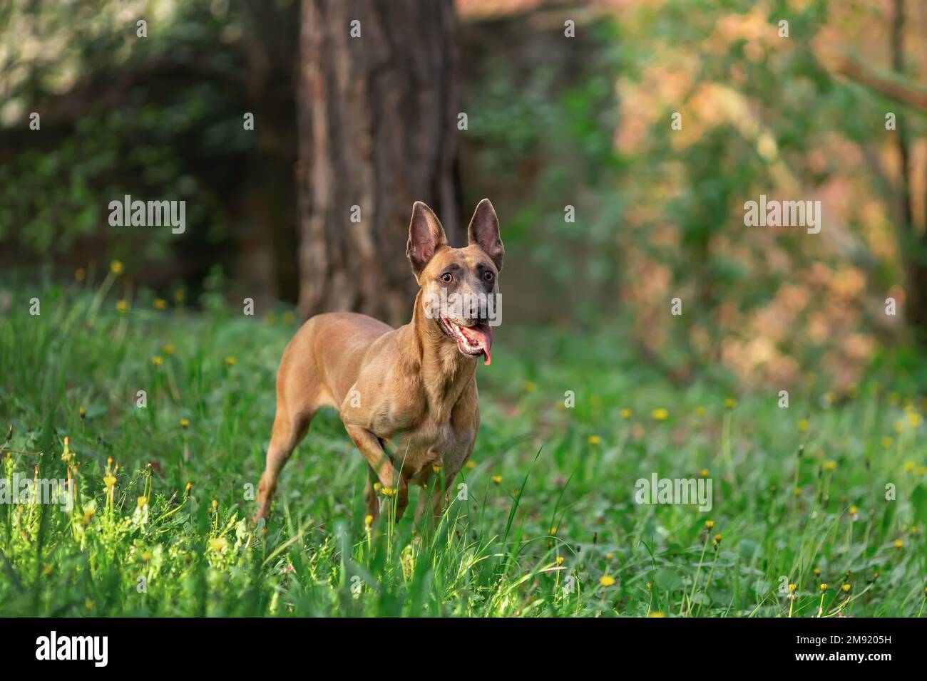 Giovane cane di razza belga malinois camminando all'aperto Foto Stock