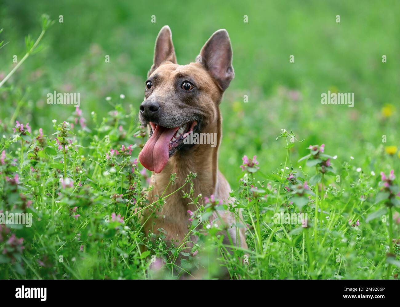 Divertente cane felice di razza belga malinois seduto in erba verde in estate Foto Stock