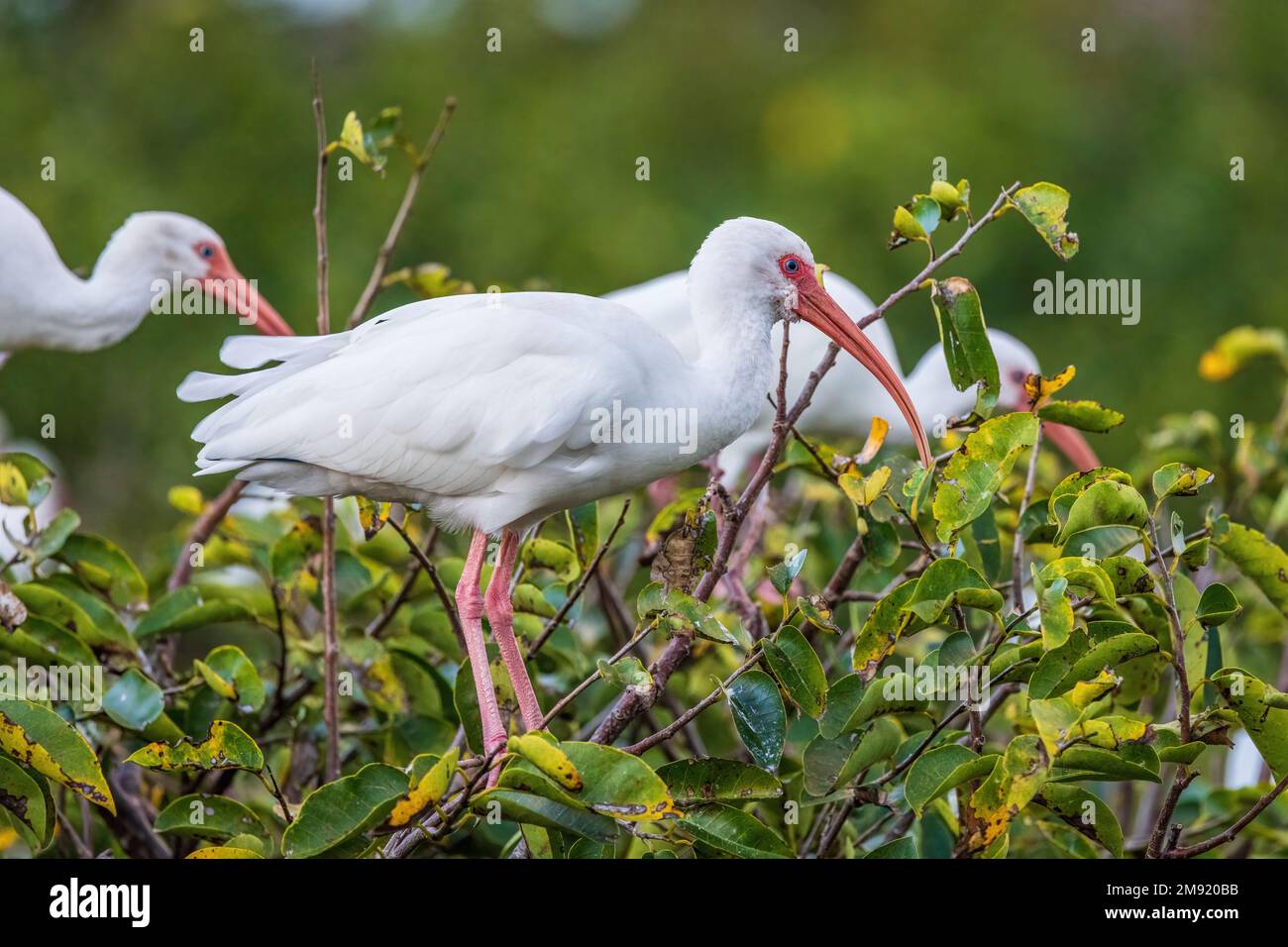 Le isole bianche si riuniscono in gruppi in zone umide poco profonde ed estuari nel sud-est degli Stati Uniti. Foto Stock