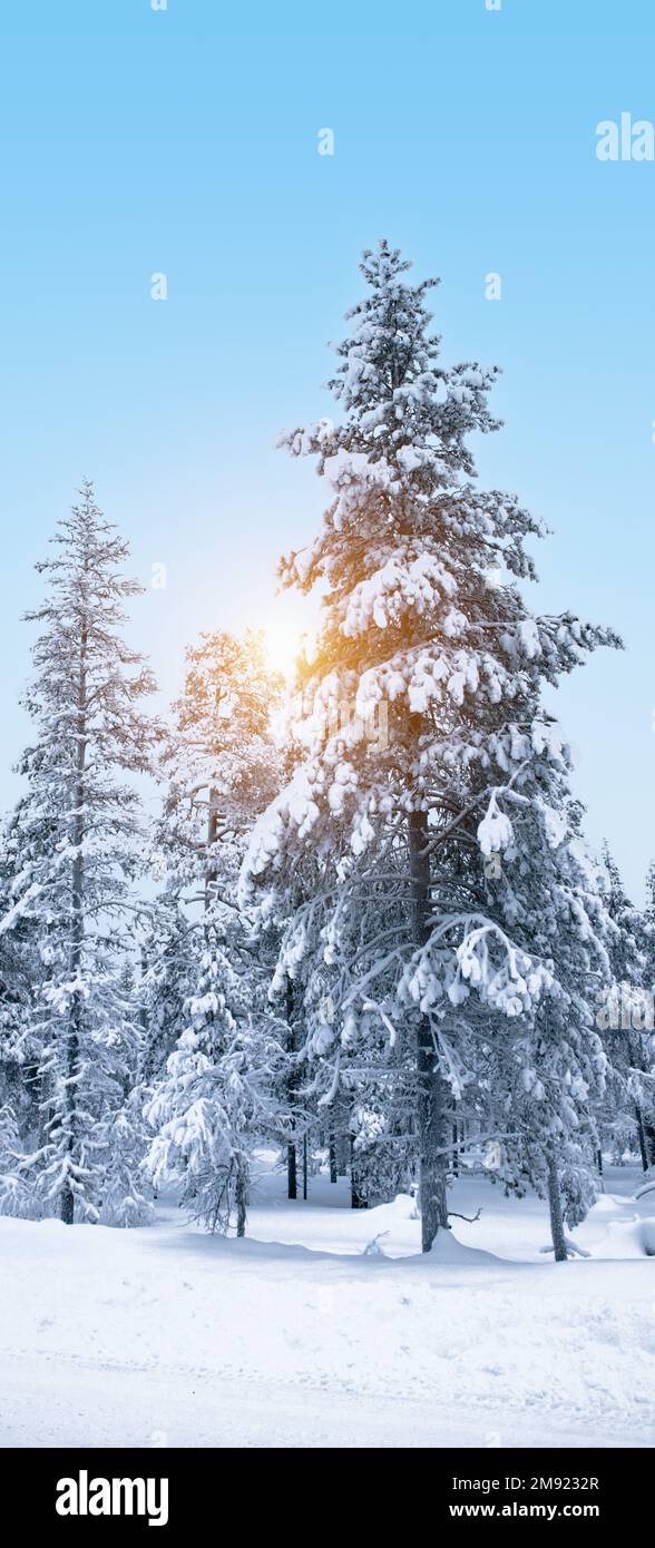 Paesaggio invernale con alberi innevati in Lapponia finlandese. Foto Stock