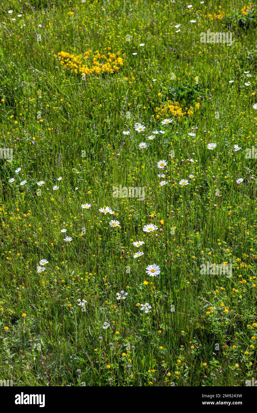 Erba, prato, fiori di campo, fiori di campo in un campo, sfondo naturale Foto Stock