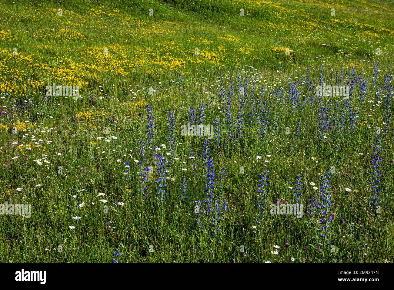 Erba, prato, fiori di campo, fiori di campo in un campo, sfondo naturale Foto Stock