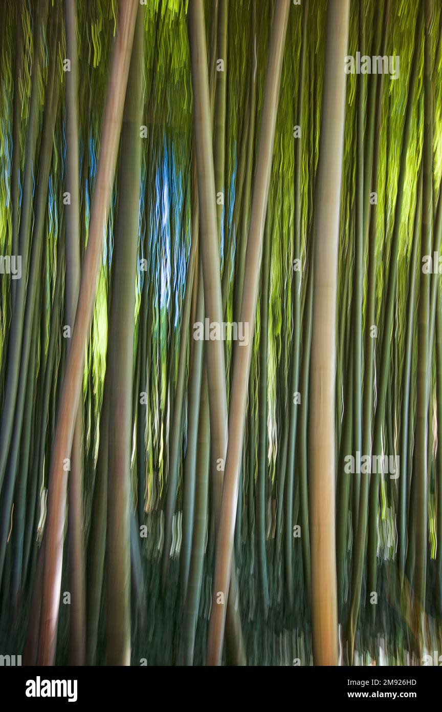 Germogli di bambù - Tall Bamboo stambi astratti - creativi Foto Stock