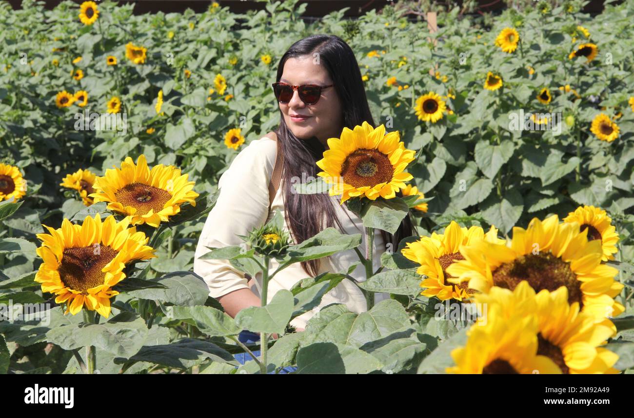 Donna adulta latina con occhiali da sole cammina attraverso un campo di girasoli dimentica i suoi problemi pieni di felicità in pienezza, con tranquillità, relax Foto Stock