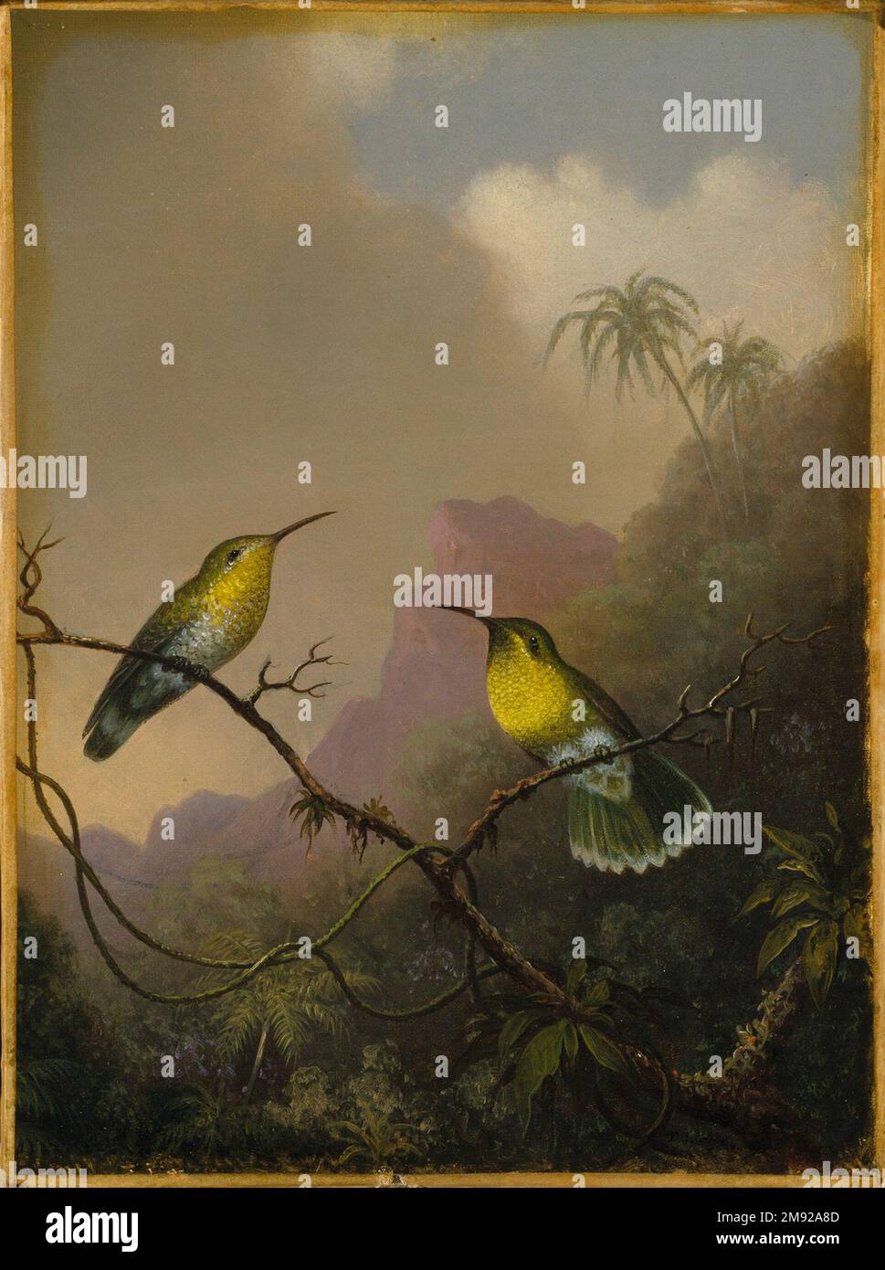 Due uccelli umilianti: 'Amazili dalla coda di rame' Martin Johnson Heade (americano, 1819-1904). Due uccelli umilianti: 'Amazili dalla coda di rame,' ca.1865-1875. Olio su tela, 11 9/16 x 8 7/16 poll. (29,3 x 21,5 cm). Martin Johnson Heade è stato ispirato non solo dal paesaggio nordamericano, ma anche dal Sud America. Nel 1863 si recò in Brasile per dipingere immagini di specie “esotiche” di colibrì autoctone. Ha basato i lavori sia sull'osservazione diretta che sulla sua collezione di pelli di colibrì, anche se ha preso le libertà con la descrizione degli habitat degli uccelli. Arte americana ca.1865-1875 Foto Stock Due uccelli umilianti: 'Amazili dalla coda di rame' Martin Johnson Heade (americano, 1819-1904). Due uccelli umilianti: 'Amazili dalla coda di rame,' ca.1865-1875. Olio su tela, 11 9/16 x 8 7/16 poll. (29,3 x 21,5 cm). Martin Johnson Heade è stato ispirato non solo dal paesaggio nordamericano, ma anche dal Sud America. Nel 1863 si recò in Brasile per dipingere immagini di specie “esotiche” di colibrì autoctone. Ha basato i lavori sia sull'osservazione diretta che sulla sua collezione di pelli di colibrì, anche se ha preso le libertà con la descrizione degli habitat degli uccelli. Arte americana ca.1865-1875 Foto Stock