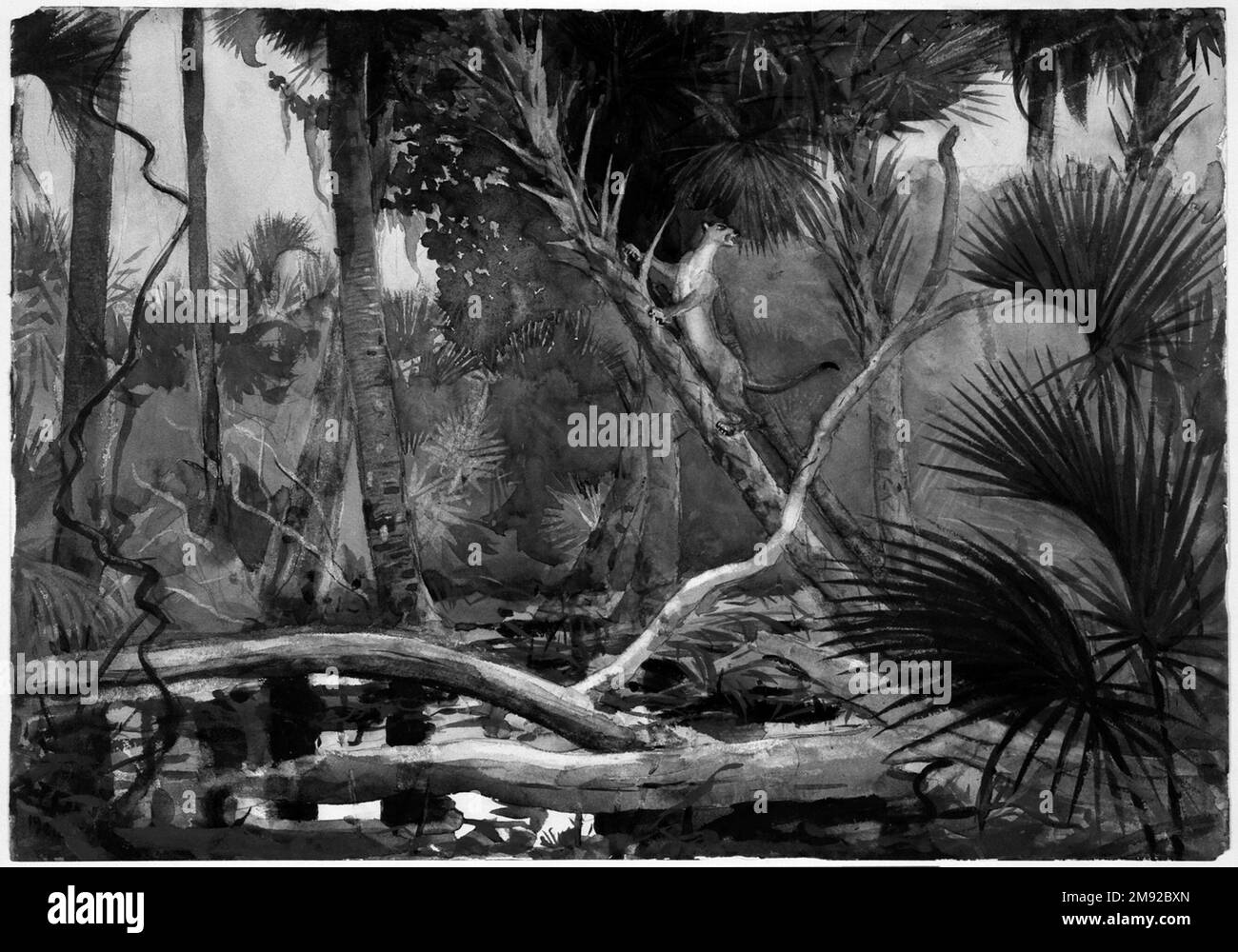 Nella giungla, Florida Winslow Homer (americano, 1836-1910). Nella giungla, Florida, 1904. Acquerello trasparente con tocchi di acquerello opaco su grafite su carta in wove, 13 7/8 x 19 11/16 pollici (35,2 x 50 cm). Un appassionato sportivo, Winslow Homer ha spesso combinato le sue escursioni di caccia e pittura, viaggiando verso destinazioni remote come gli Adirondacks e il Canada in estate e la Florida e le Bermuda in inverno. Questo paesaggio tropicale incarna la sua straordinaria gamma e struttura nel mezzo acquerello. Oltre ai lavaggi a secco e a umido, Homer ha implementato tecniche sperimentali su Foto Stock