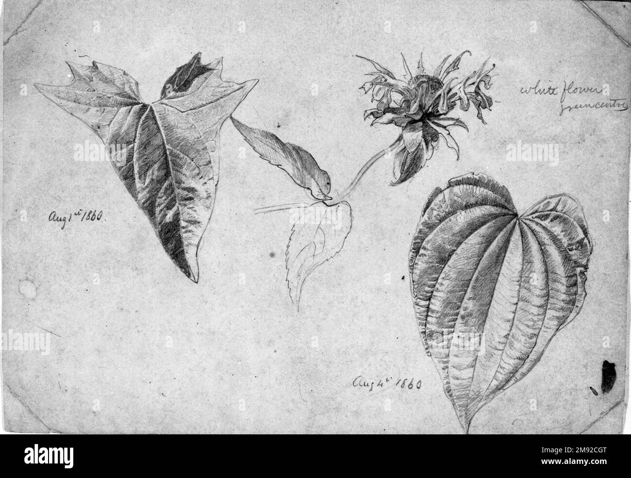 Studio sulle piante William Trost Richards (americano, 1833-1905). Plant Study, agosto 1860. Grafite su carta beige, spessore moderato, leggermente ruvida, foglio: 5 5/8 x 8 1/16 poll. (14,3 x 20,5 cm). Nella loro precisione e nella loro forma ravvicinata, questi due fogli di studi botanici esemplificano l’impegno di William Trost Richards nei confronti dei principi di John Ruskin, critico inglese che ha promosso un approccio alla rappresentazione “verità sulla natura”. Da sempre prolifico disegnatore, Richards qui ha delineato con esattezza botanica le forme di varie piante e fiori selvatici. La preoccupazione dell’artista per il realismo b Foto Stock