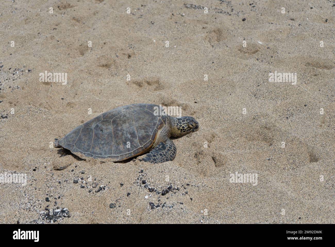 Un colpo ad angolo alto di una tartaruga che si aggira su una spiaggia sabbiosa Foto Stock