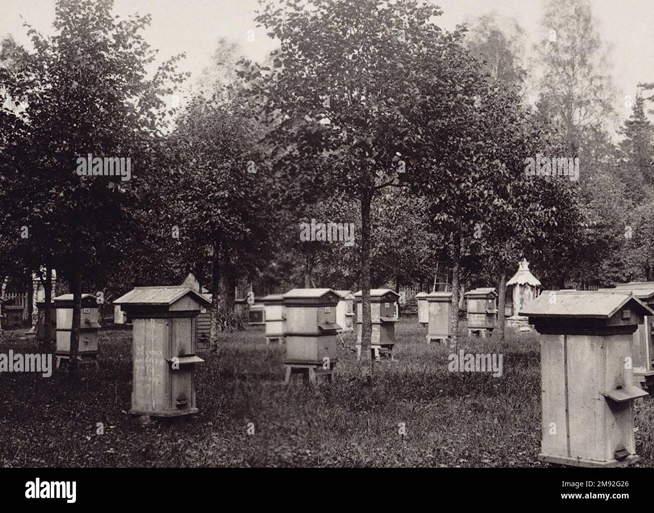 Dall'album dell'apiario sperimentale della Società Imperiale Russa per l'acclimatazione di animali e piante. Alveari ape ca. 1896 Foto Stock