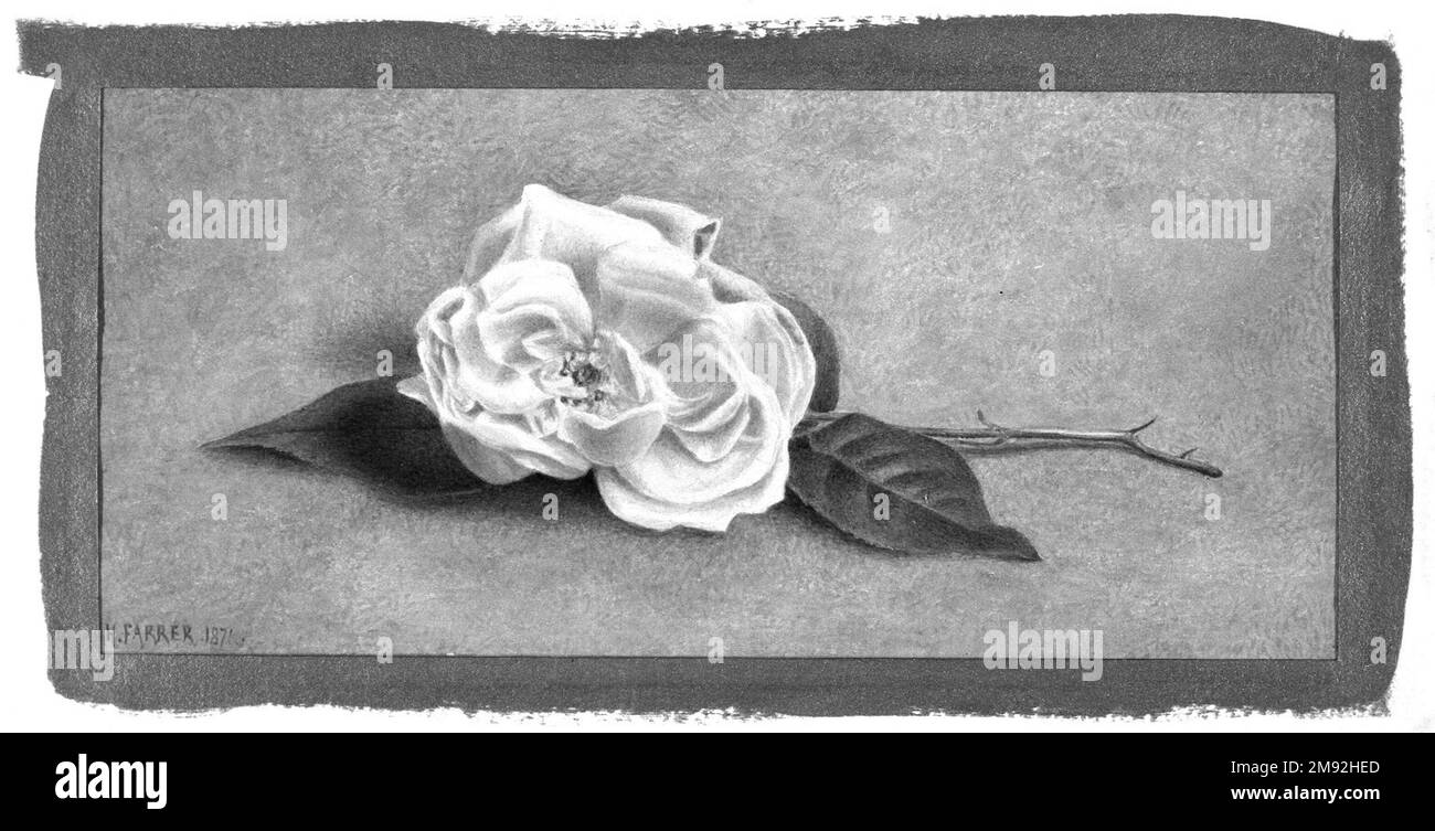 Singolo rosa Henry Farrer Henry Rose (americano, 1843-1903). Rosa singolo, 1871. Acquerello su carta pesante, 9 x 10 pollici (22,9 x 25,4 cm). Questi due studi sui fiori rappresentano l’obbedienza di Henry Farrer al regime di autoistruzione ruskiniano: Imparare a dipingere studiando oggetti dalla natura con attenzione e fedeltà al dettaglio. Le intricate costruzioni di petali che compongono il garofano e i fiori di rosa sono esplorate con grande cura, come pure le delicate ombre gettate sui terreni neutri. Ogni lavoro dimostra una delicatezza di modellazione e un'applicazione controllata del mezzo acquerello in su Foto Stock