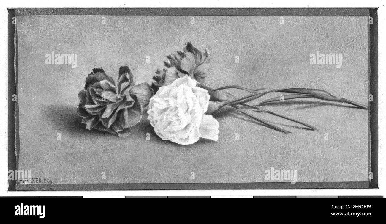 Garofani Henry Farrer (americano, 1843-1903). Garofani, 1864. Acquerello e grafite su carta, 5 3/8 x 8 7/8 pollici (13,7 x 22,5 cm). Questi due studi sui fiori rappresentano l’obbedienza di Henry Farrer al regime di autoistruzione ruskiniano: Imparare a dipingere studiando oggetti dalla natura con attenzione e fedeltà al dettaglio. Le intricate costruzioni di petali che compongono il garofano e i fiori di rosa sono esplorate con grande cura, come pure le delicate ombre gettate sui terreni neutri. Ogni lavoro dimostra una delicatezza di modellazione e un'applicazione controllata del mezzo acquerello in Foto Stock