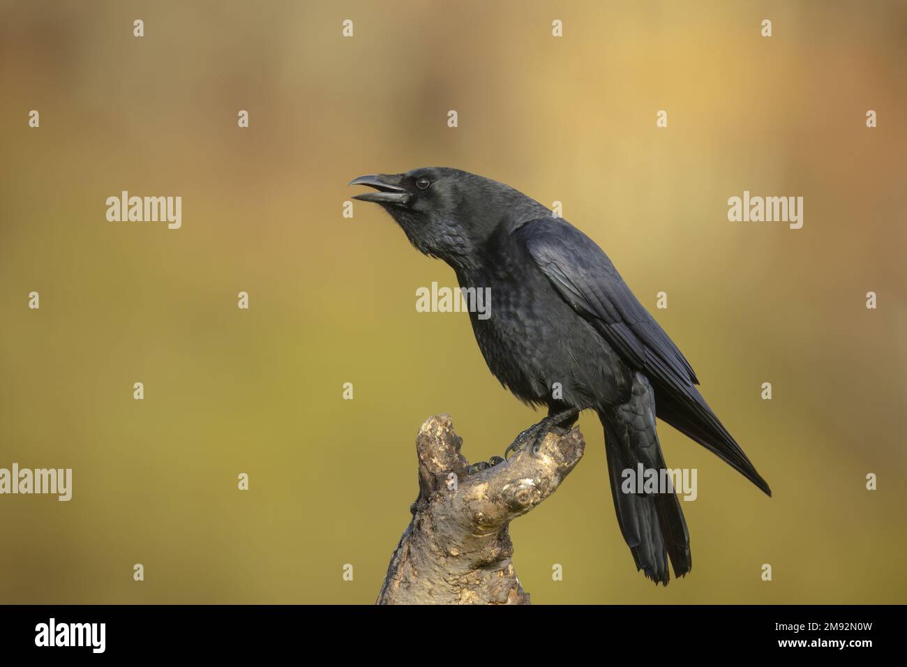 Corvus Corax uccello con piumaggio nero seduto su tronco d'albero con becco aperto su sfondo sfocato Foto Stock