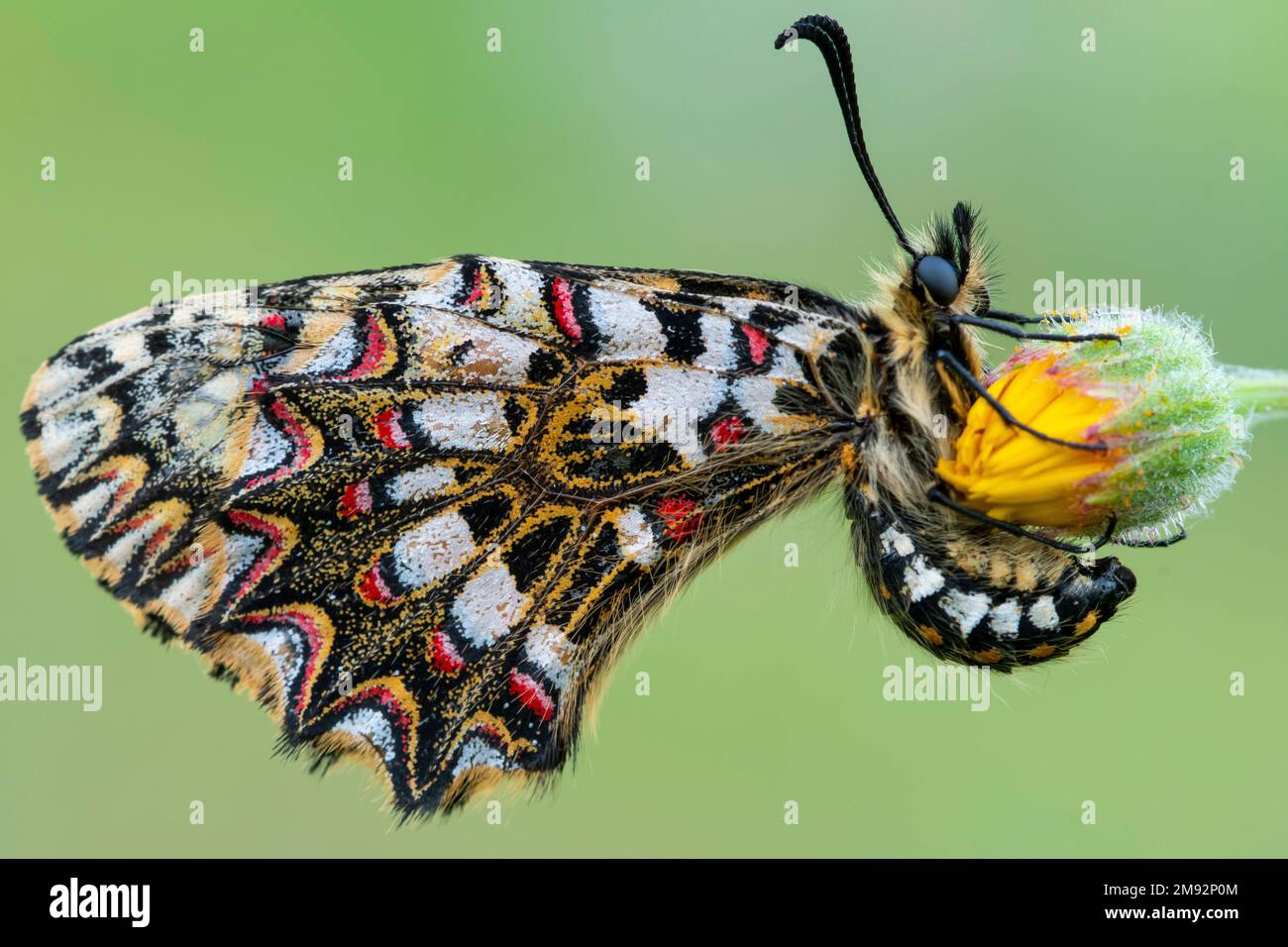 Vista laterale primo piano di una farfalla festone spagnola con ali bianche e blu rosse e luminose su un fiore in fiore sullo sfondo verde sfocato Foto Stock