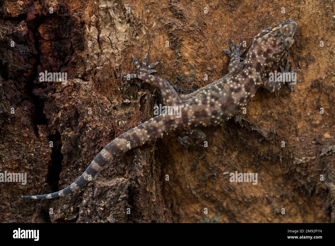 Da sopra corpo intero closeup di geco turco con la pelle macchiata che striscia su superficie ruvida Foto Stock