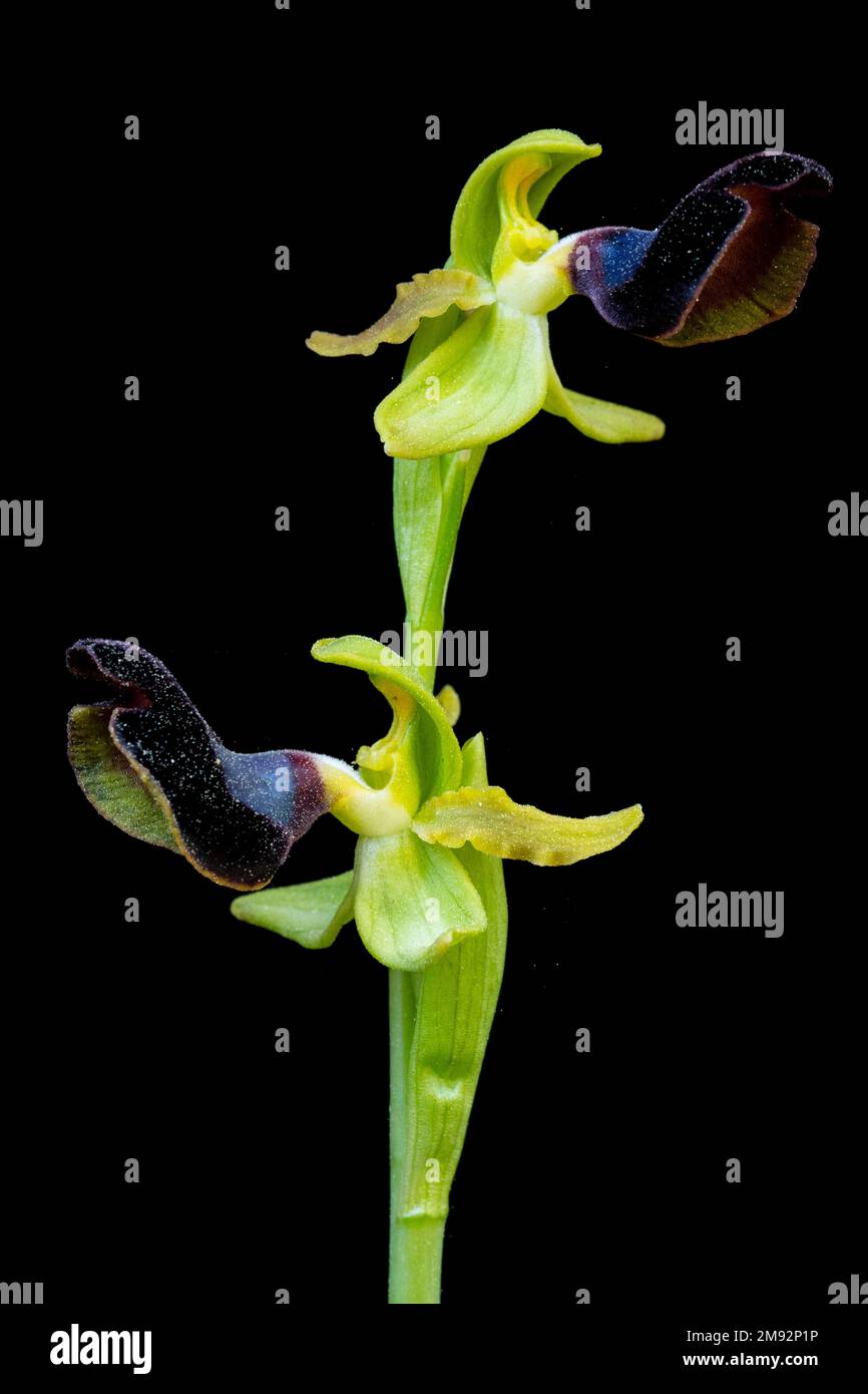 Fiore di Ophrys atlantica con delicati petali e piacevole aroma che sboccia su sfondo scuro Foto Stock