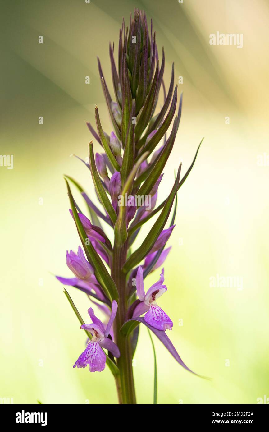 Fuoco selettivo di fiore viola di robusto orchidea palude vegetando in campo verde nelle giornate di sole estate Foto Stock