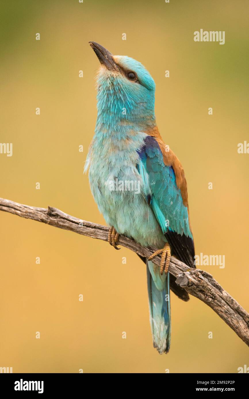 Piccolo rullo europeo di colore blu e arancione seduto su un sottile ramo d'albero su sfondo verde sfocato Foto Stock