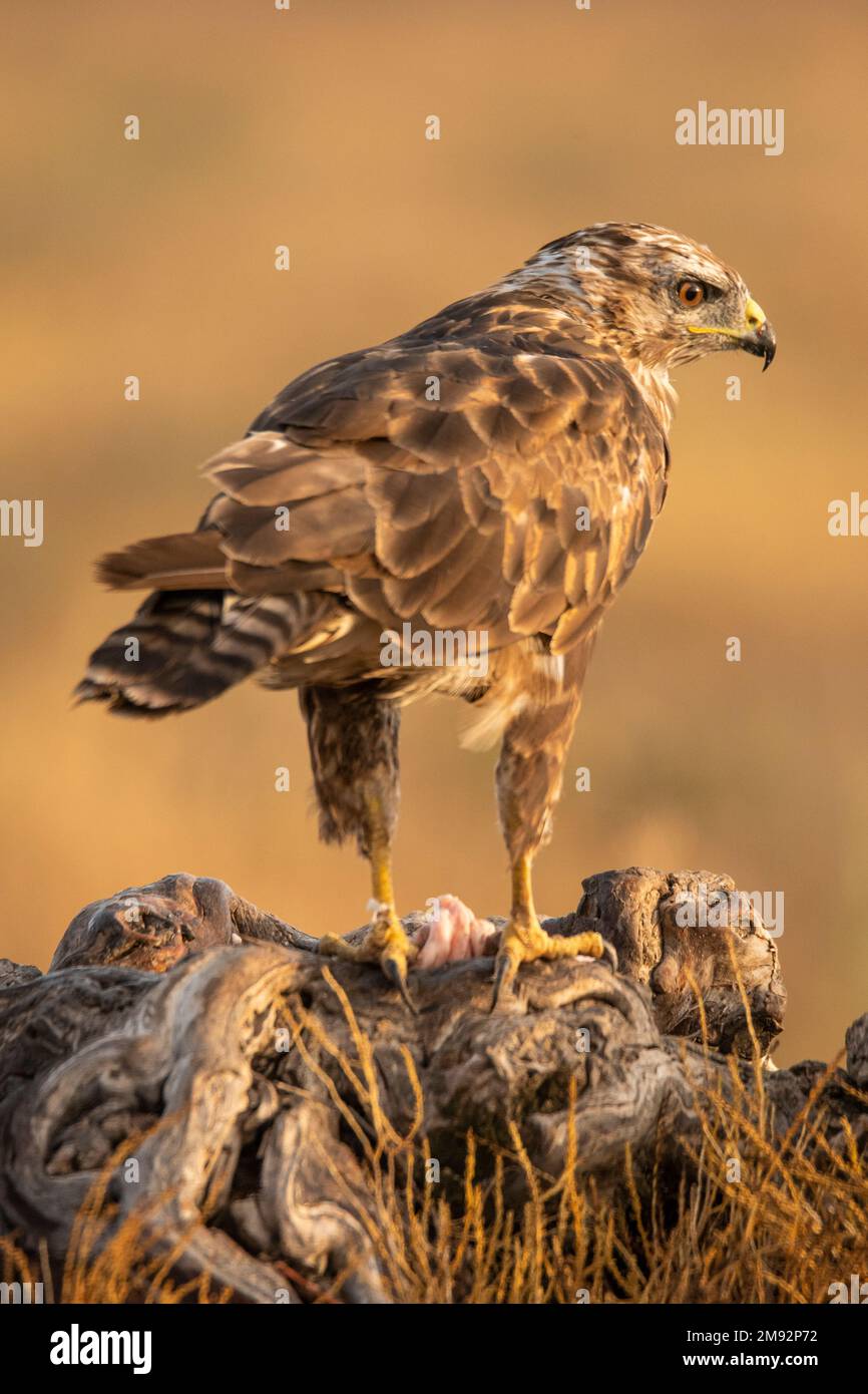Uccello predatore di medie dimensioni con piumaggio marrone che si erge contro la luce solare su sfondo sfocato Foto Stock