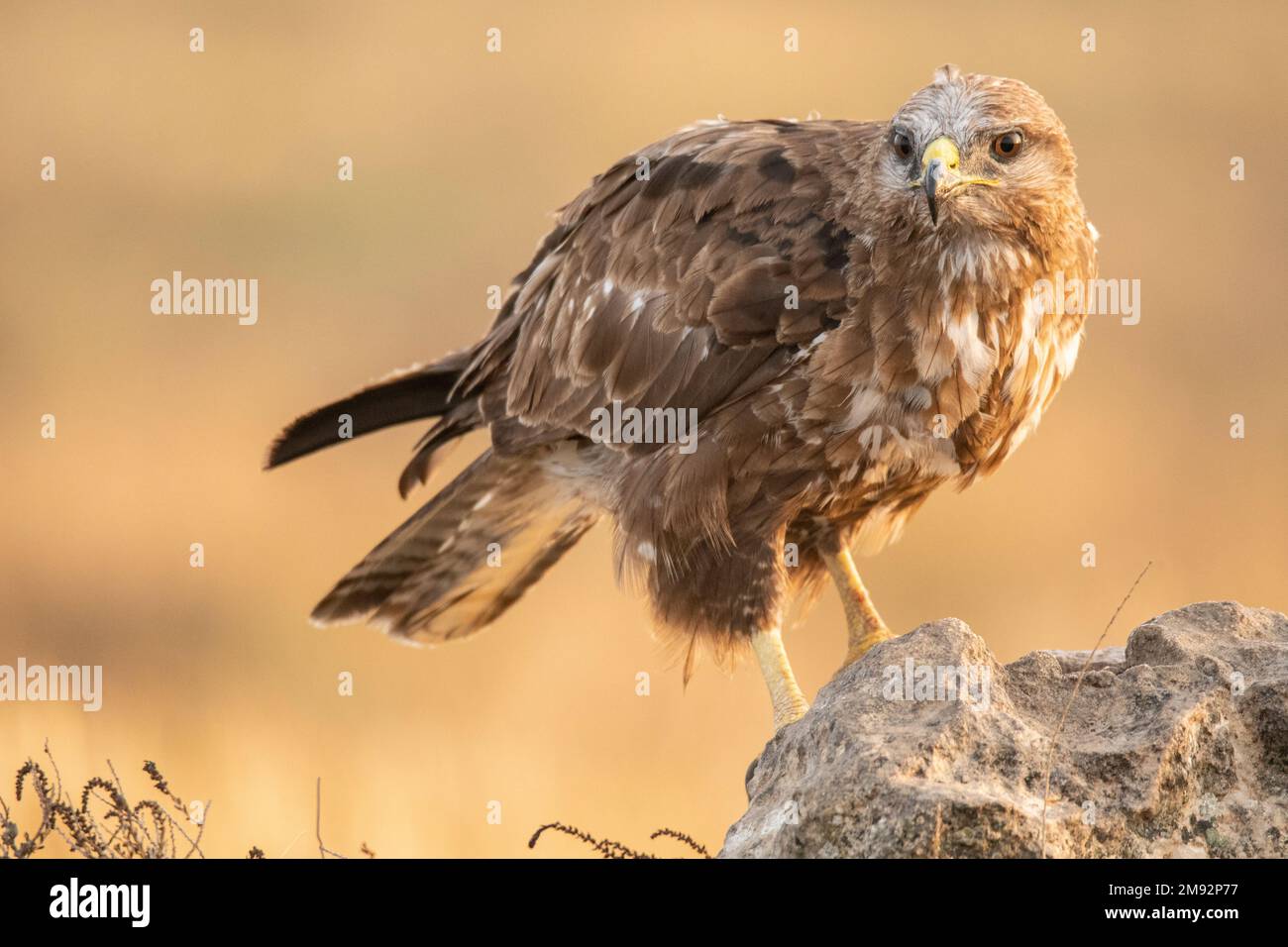 Uccello predatore di medie dimensioni con piumaggio marrone che si erge contro la luce solare su sfondo sfocato Foto Stock