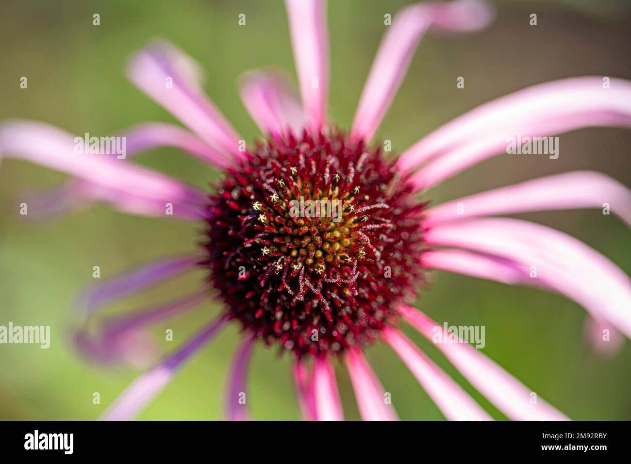 Primo piano di un coneflower viola pallido con gambo sottile che cresce su campo erboso su sfondo sfocato nelle giornate di sole Foto Stock