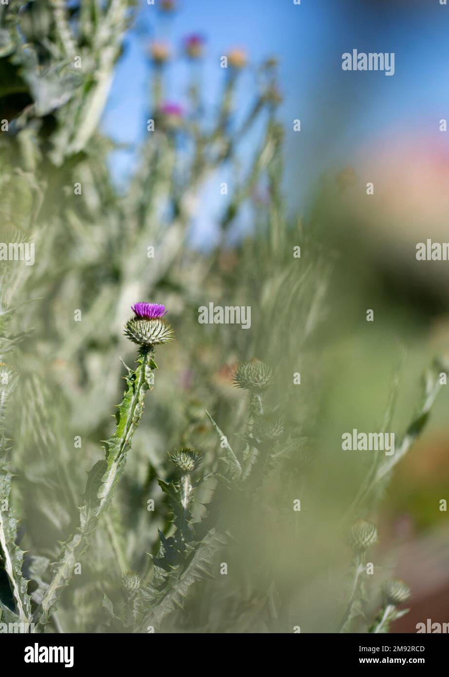 Basso angolo di fioritura di fiori di cardo araldico con petali viola che crescono su prato contro cielo azzurro nuvoloso nelle giornate di sole Foto Stock