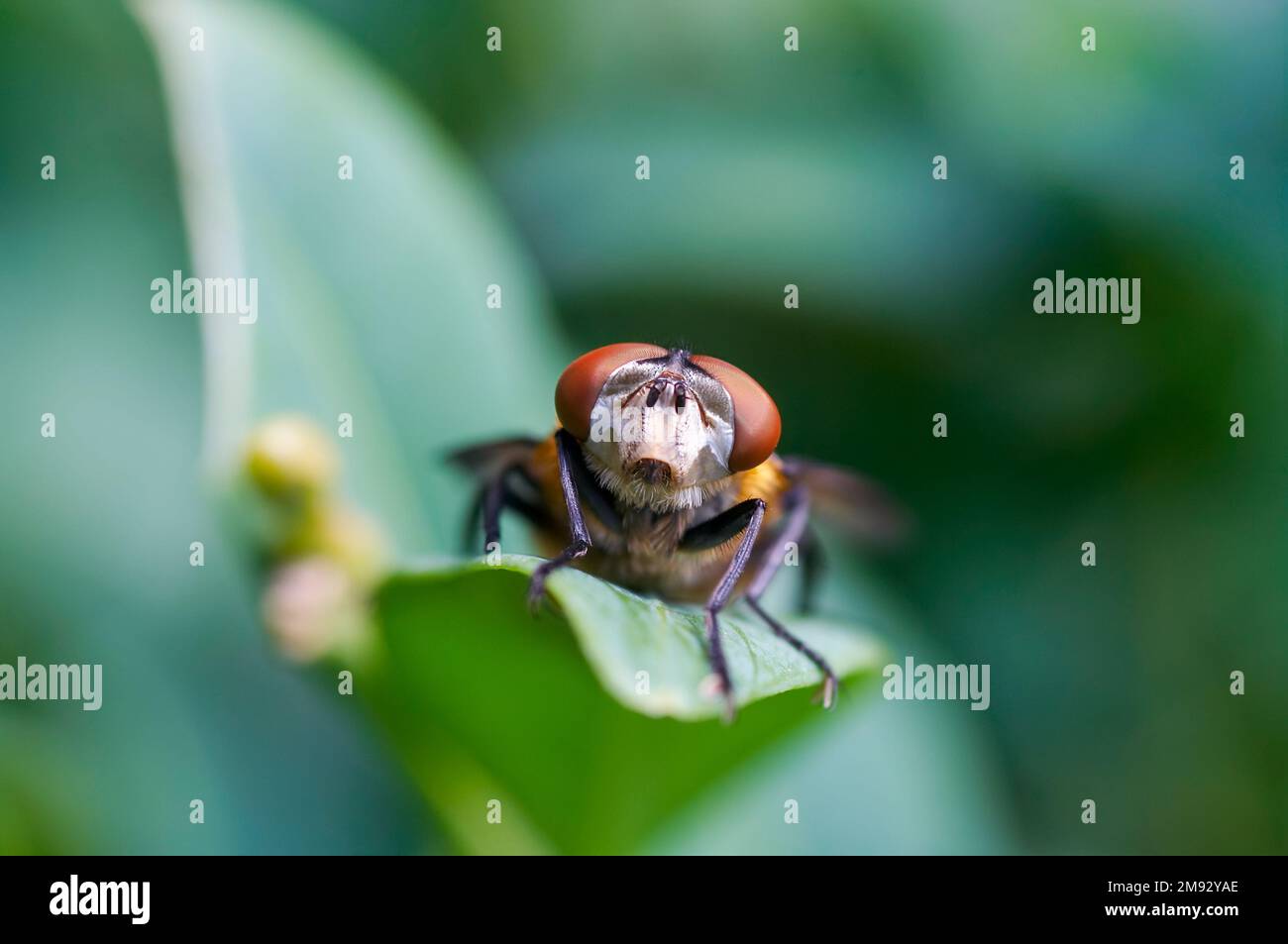 Ritratto di una mosca - sembra un alieno - macro fotografia Foto Stock